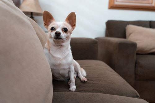 Canva - Chihuahua Sitting on the Sofa_